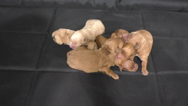 Mini F1B Goldendoodle Puppies, Available 6-16-24! Deposit to choose!