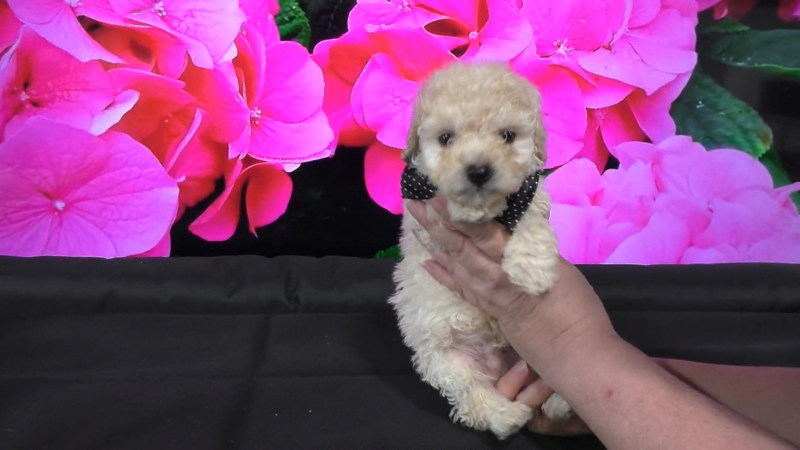 Cavapoo Male 9504, Available 5-17-24! Deposit now!
