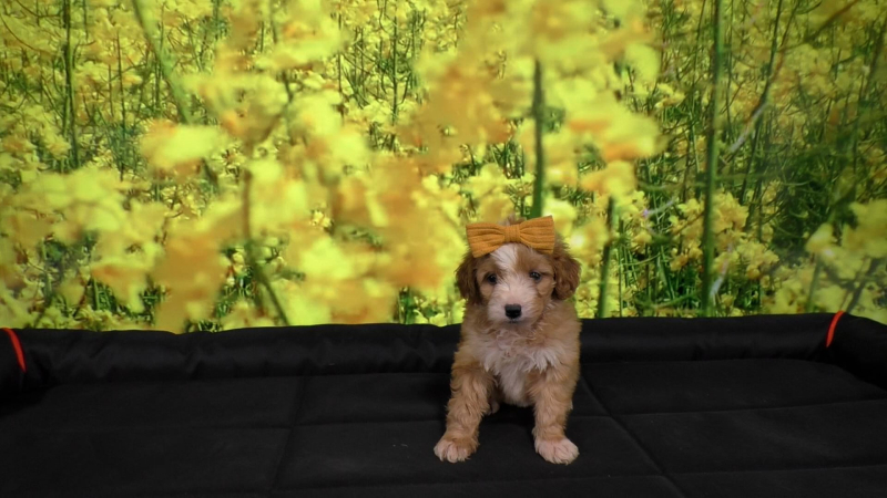 Toy F1BB Fancy Goldendoodle Female 5597, Available 5-2-25! Deposit now!