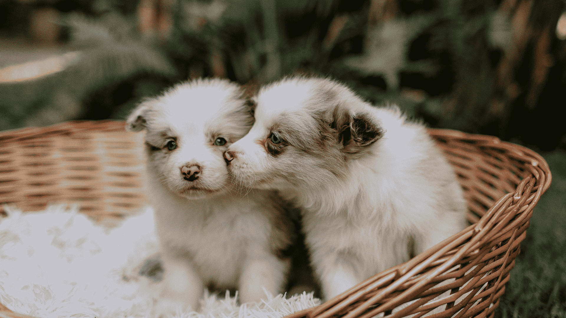 Puppies for Sale Near Richmond, VA