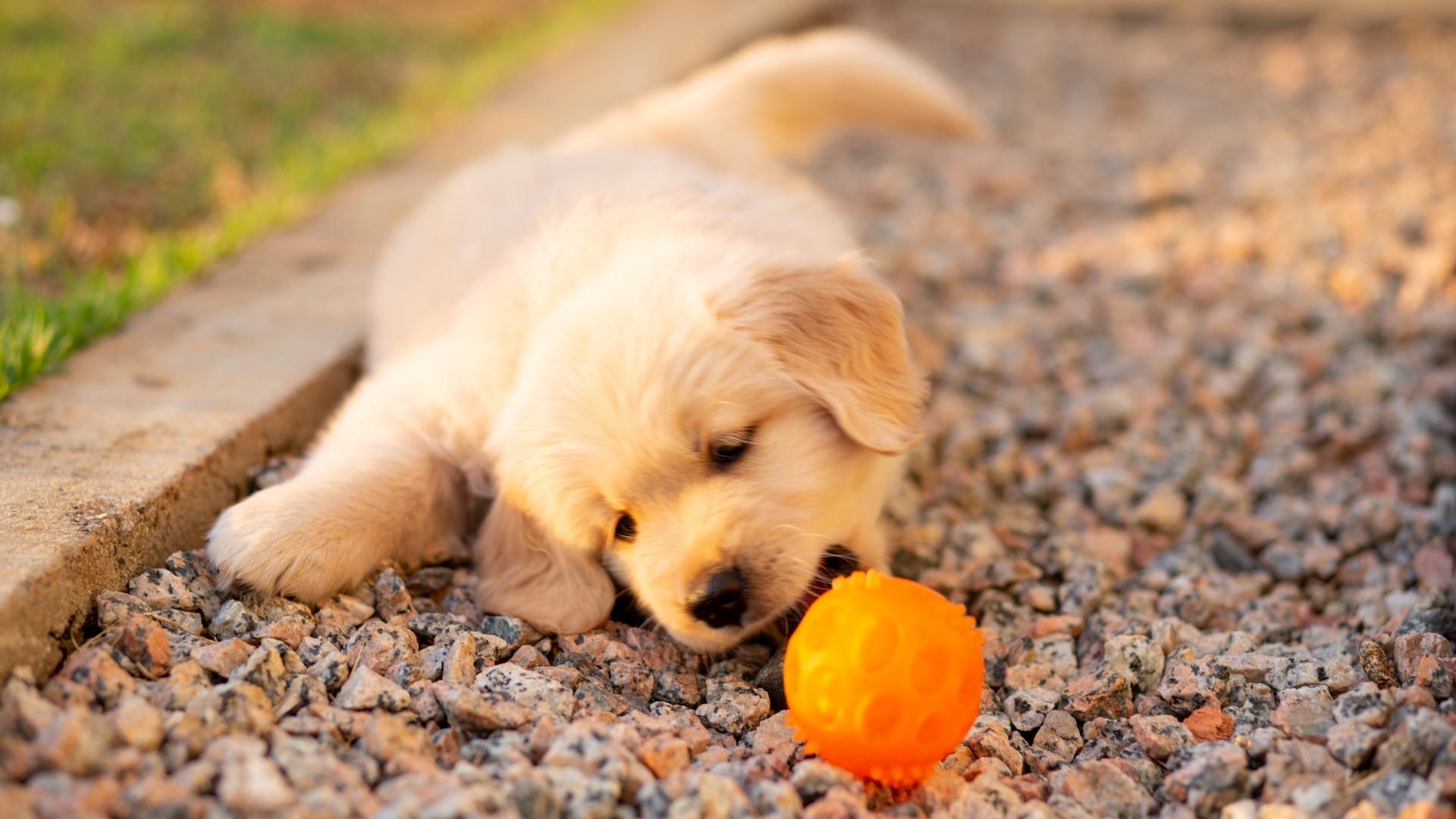 Puppies for Sale Huntersville