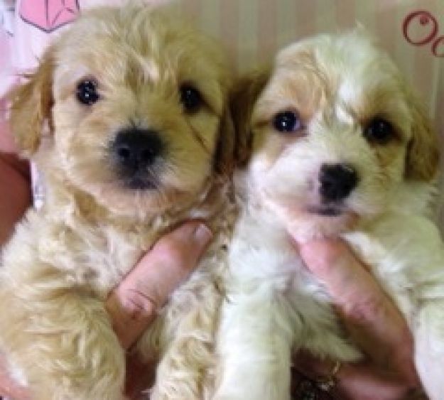 Puppies for Sale Newton, NC