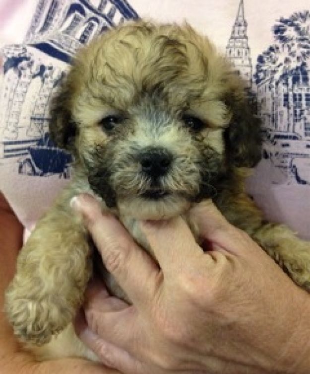 puppies for sale boone, nc