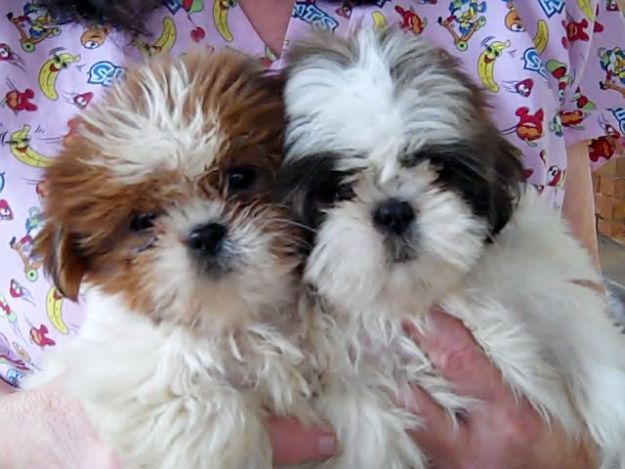 Puppies for Sale Durham, NC