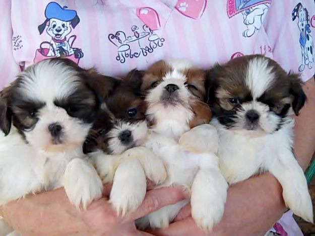 Dog Breeders Near Me