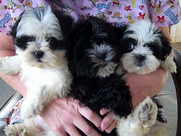 healthy puppies near me