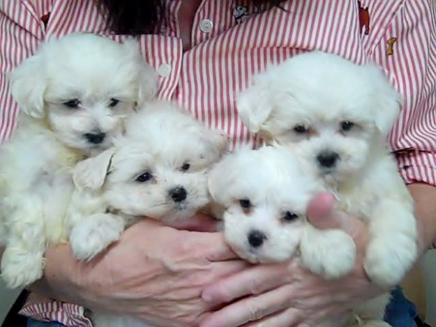 Puppies for Sale Concord, NC