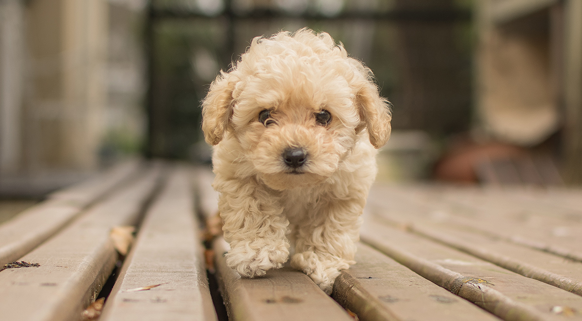 A cute beige Shih-poo Maltipoo dog walking on a wooden deck