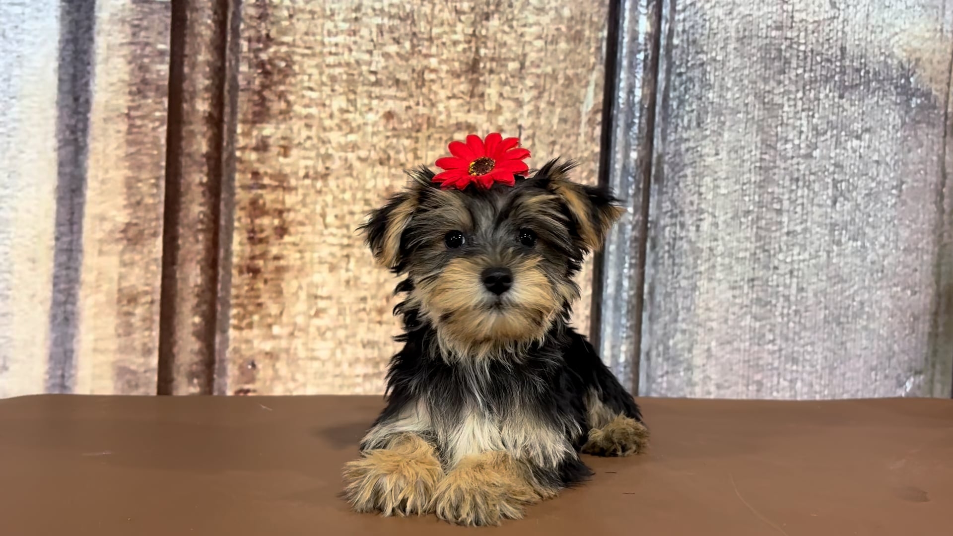 Puppies for Sale Chapel Hill, NC