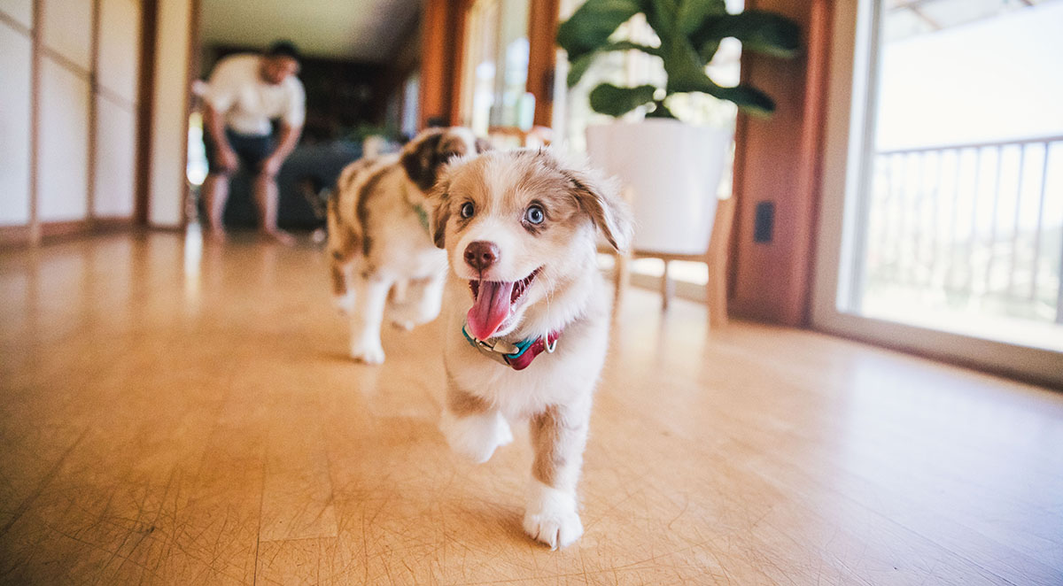 Puppies for Sale Jacksonville, NC