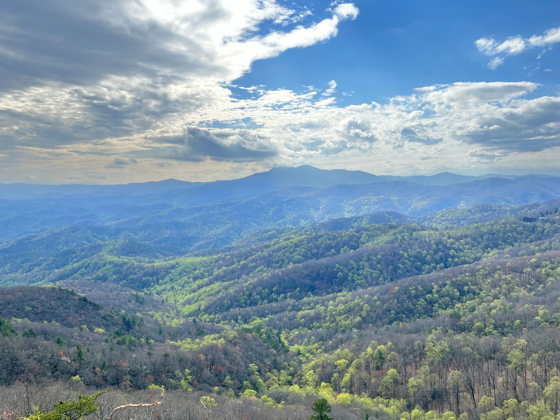 Puppies for Sale Watauga County, NC