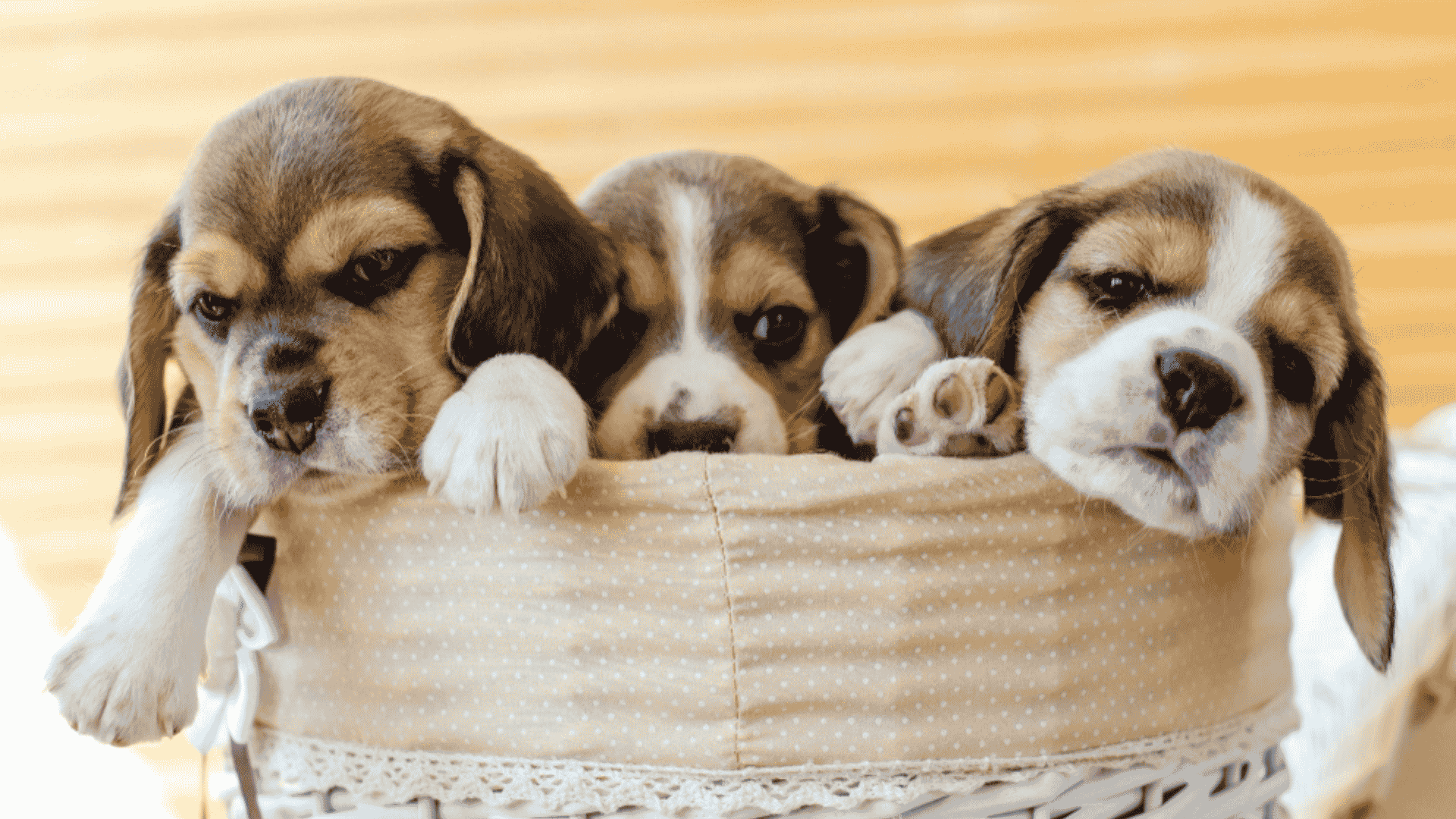 Puppies for Sale Kings Mountain, NC