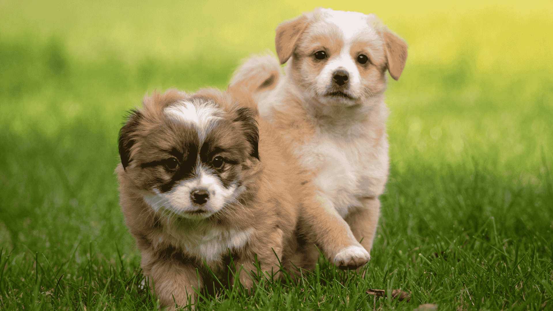 Best Puppy Breeders in North Carolina