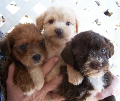 Puppies for Sale Asheville, NC