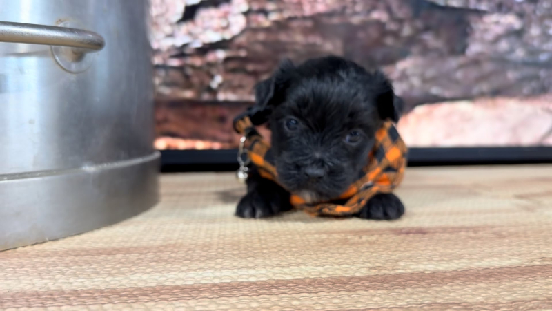 Maltipoo M 8848