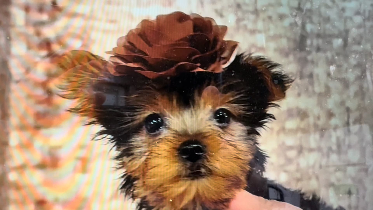 Teacup Yorkshire Terrier F 5037