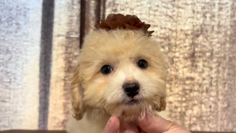 Teacup Teddy Bear F 4945