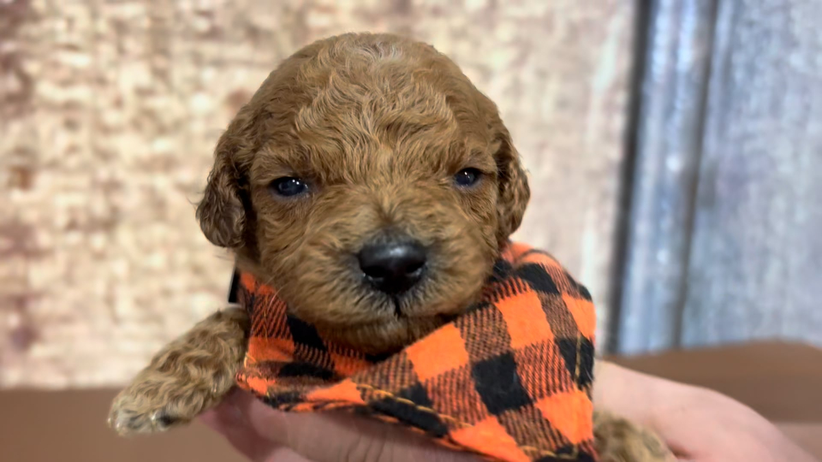 Mini Goldendoodle F1B M 4902