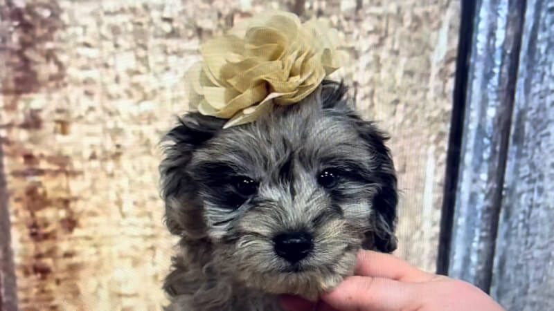 Maltipoo size hypoallergenic F1BB Doodle Merle F 5117