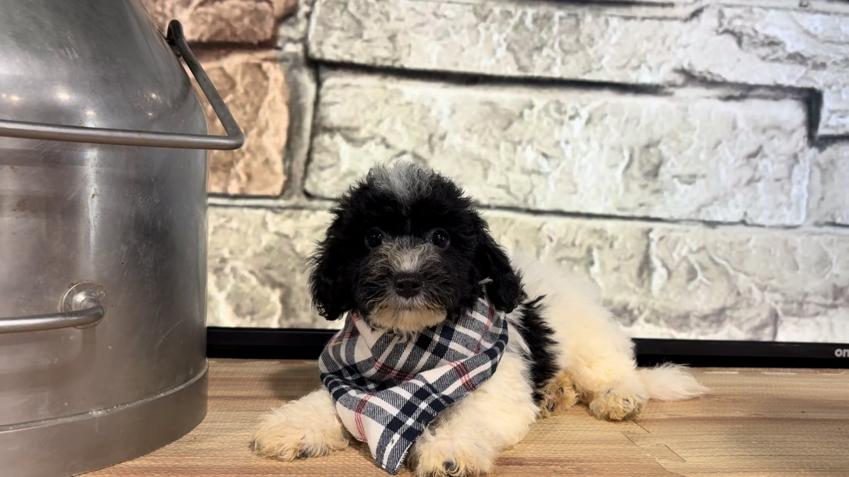Maltipoo M 4796