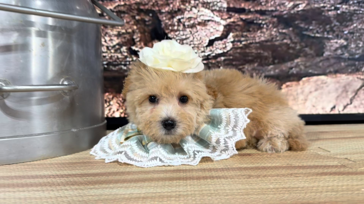 Teddypoo (Malshipoo) Apricot F 9389