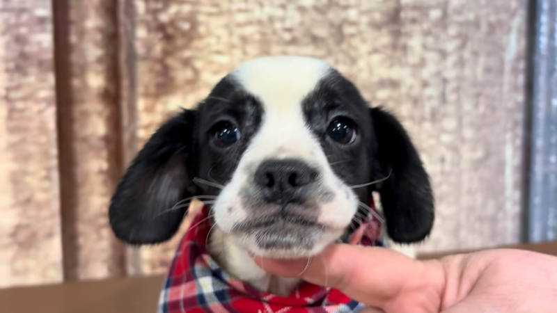 Poogle (Poodle X Puggle) M 4954