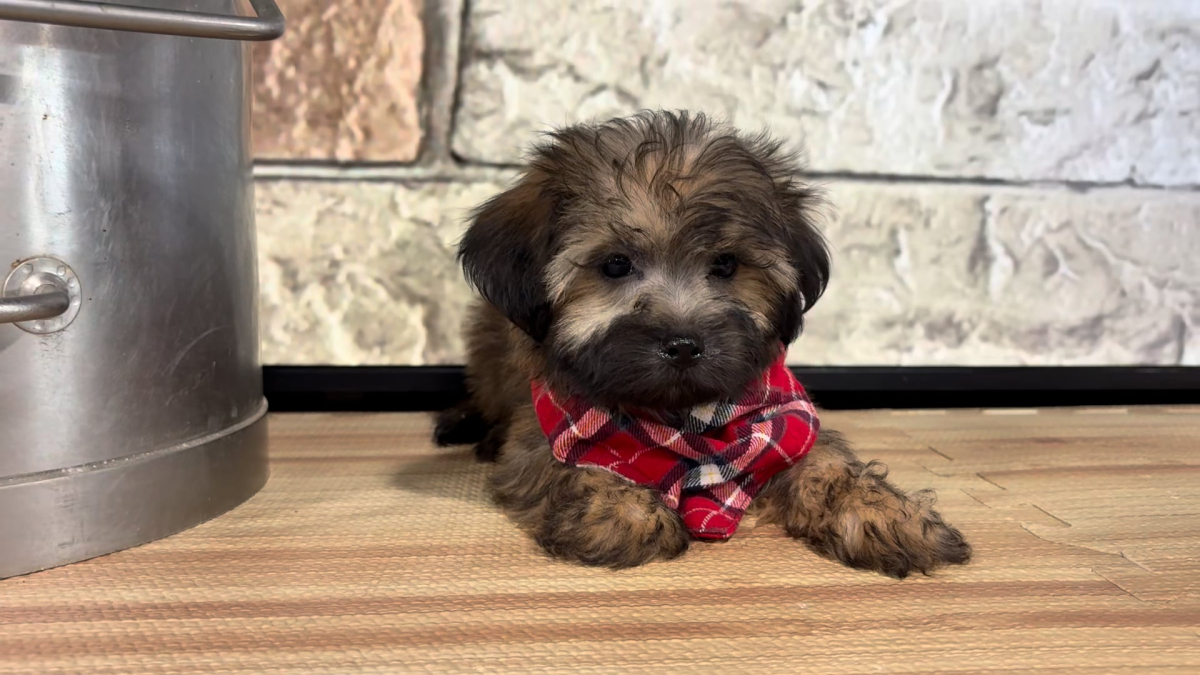 Maltipoo M 4847