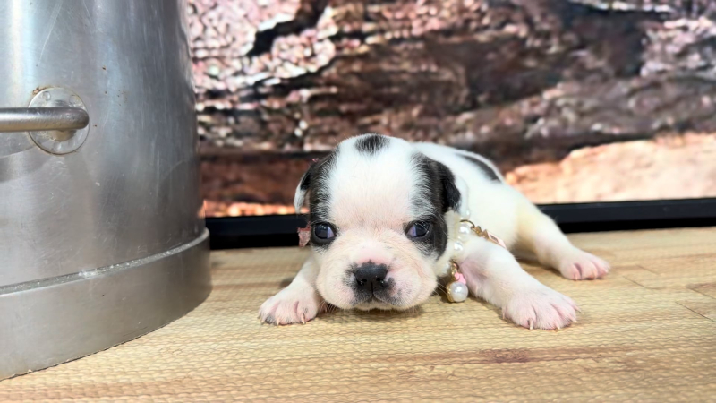 French Puggle F 8859