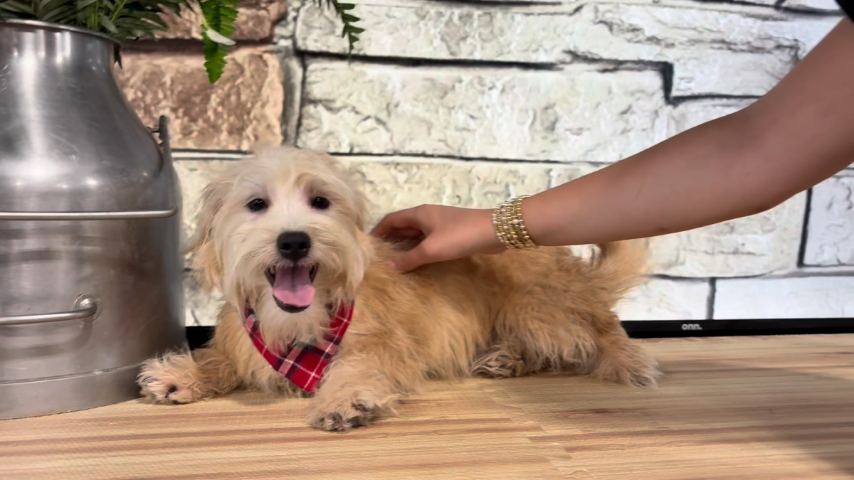 Bea-Zoogle Tzu M 4850