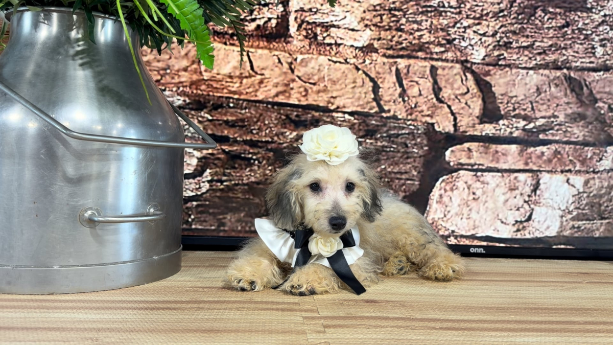Maltipoo F 4873