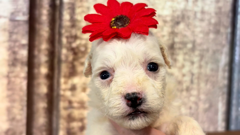 Teacup Cavamoo F 4910