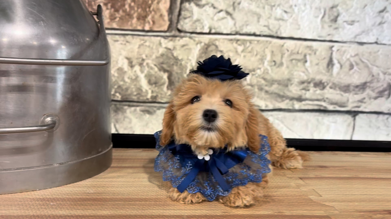 Maltipoo F 5080