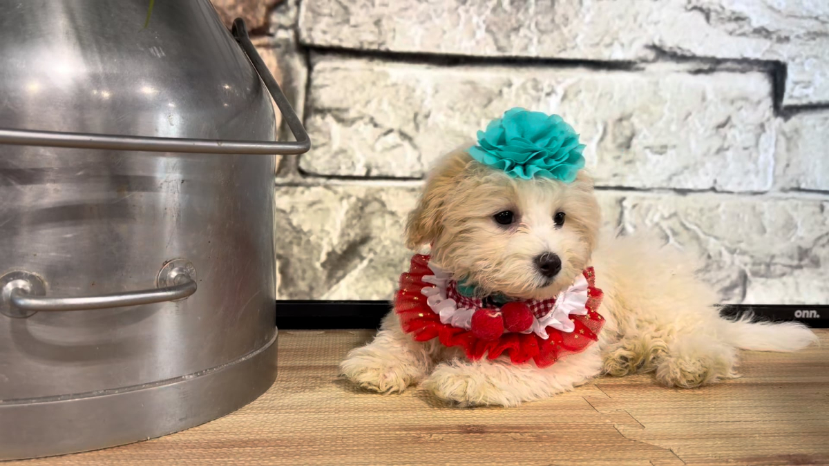 Teddypoo F 4977