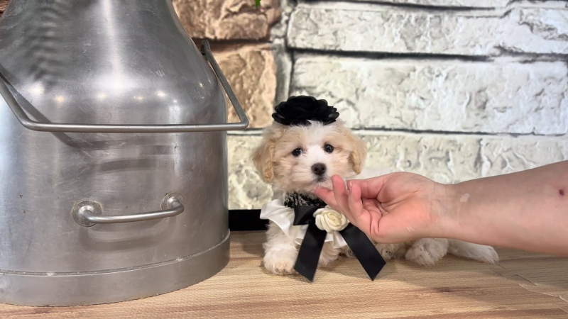 Teddypoo F 4977