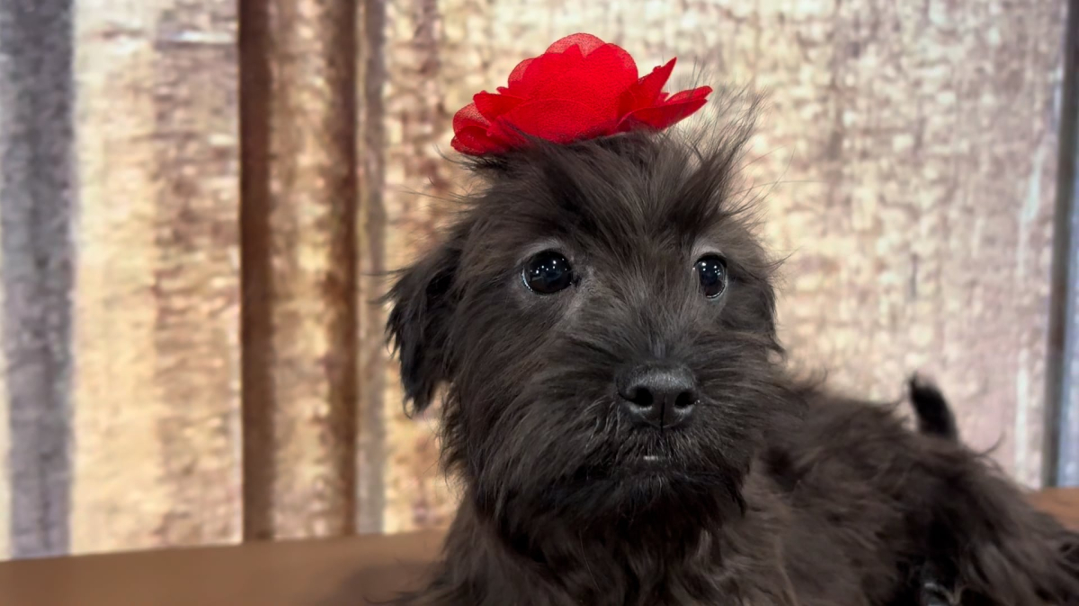 Shihpoo F 4853