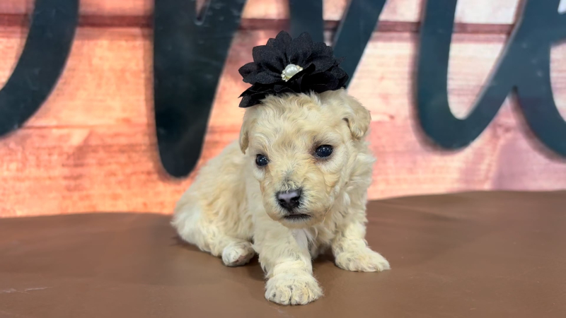 Maltipoo F 4719