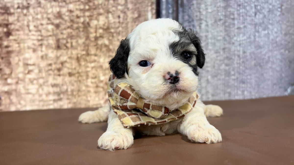 Teacup Maltipoo M 4946