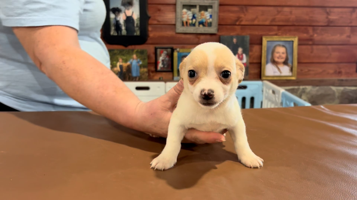 Yorkiepoo F 4881