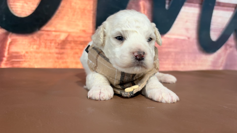 Maltipoo M 4710
