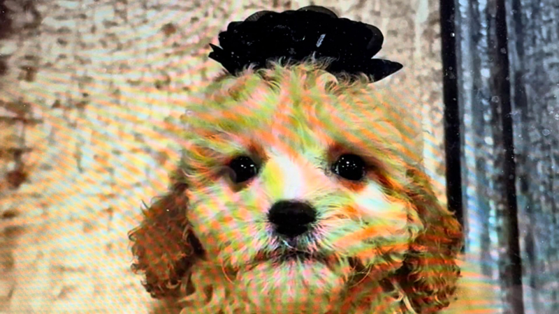 Teacup Teddy Bear F 5038