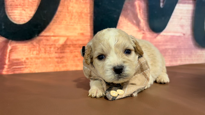 Malshipoo M 4711