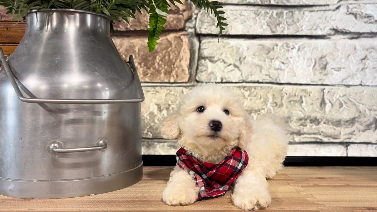 Maltipoo M 4701