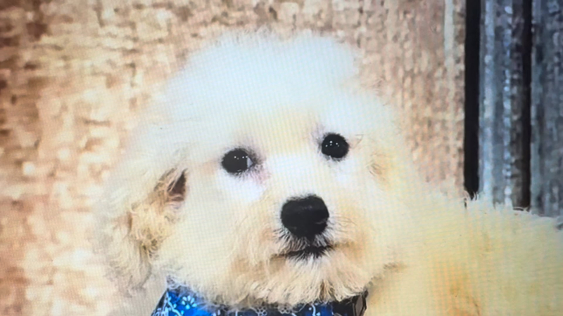 Shichon Teddy Bear M 2295