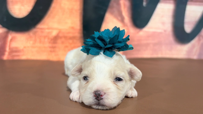 Teddypoo F 4978