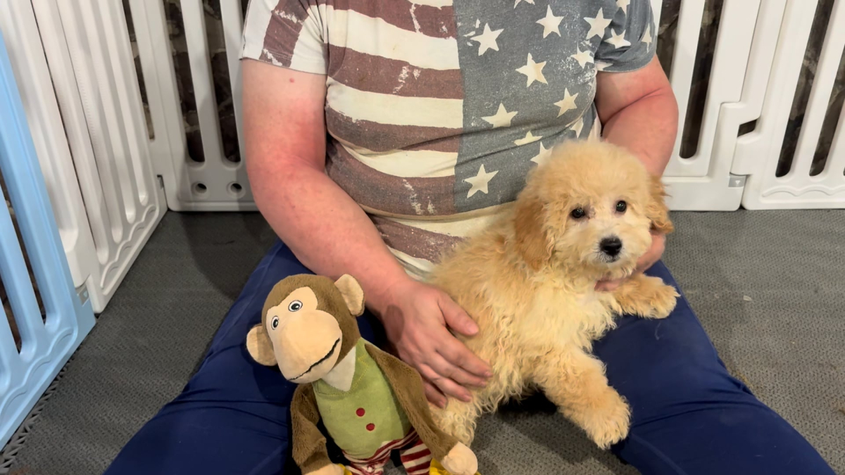 Cavapoo M 4890