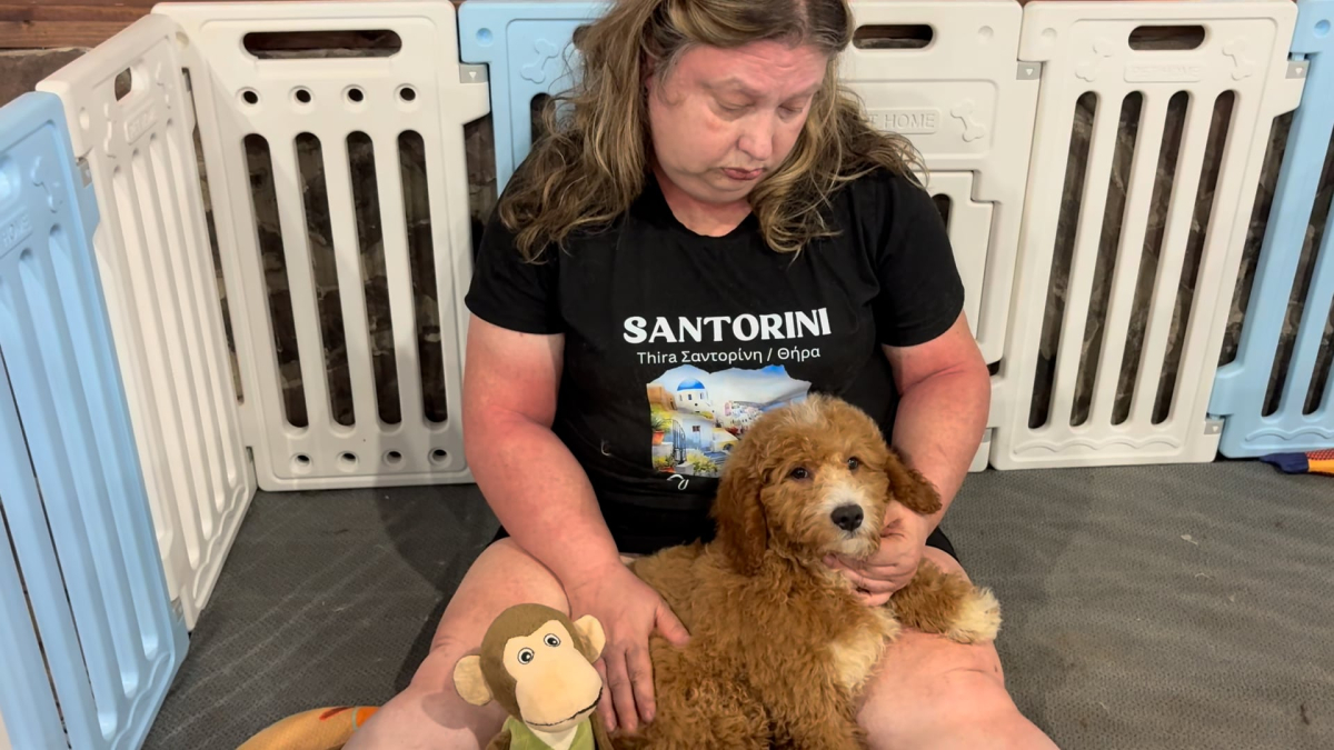 Mini Goldendoodle F1B Fancy Platinum Gold M 4909