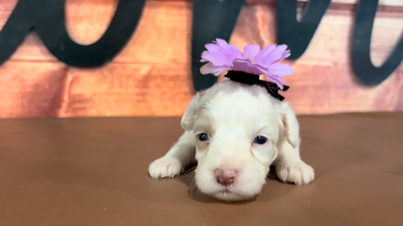 Mini Goldendoodle F 4762