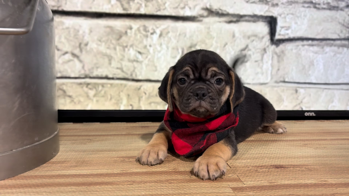 Puggle M 5062