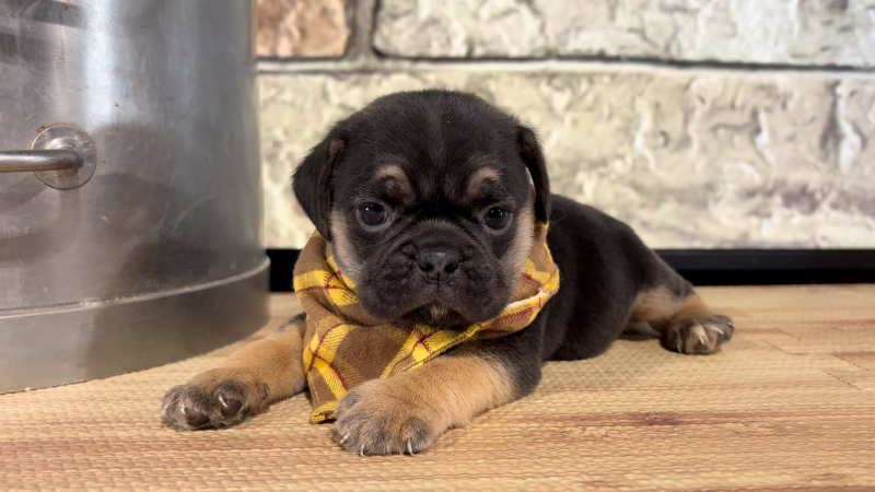 Puggle M 5062