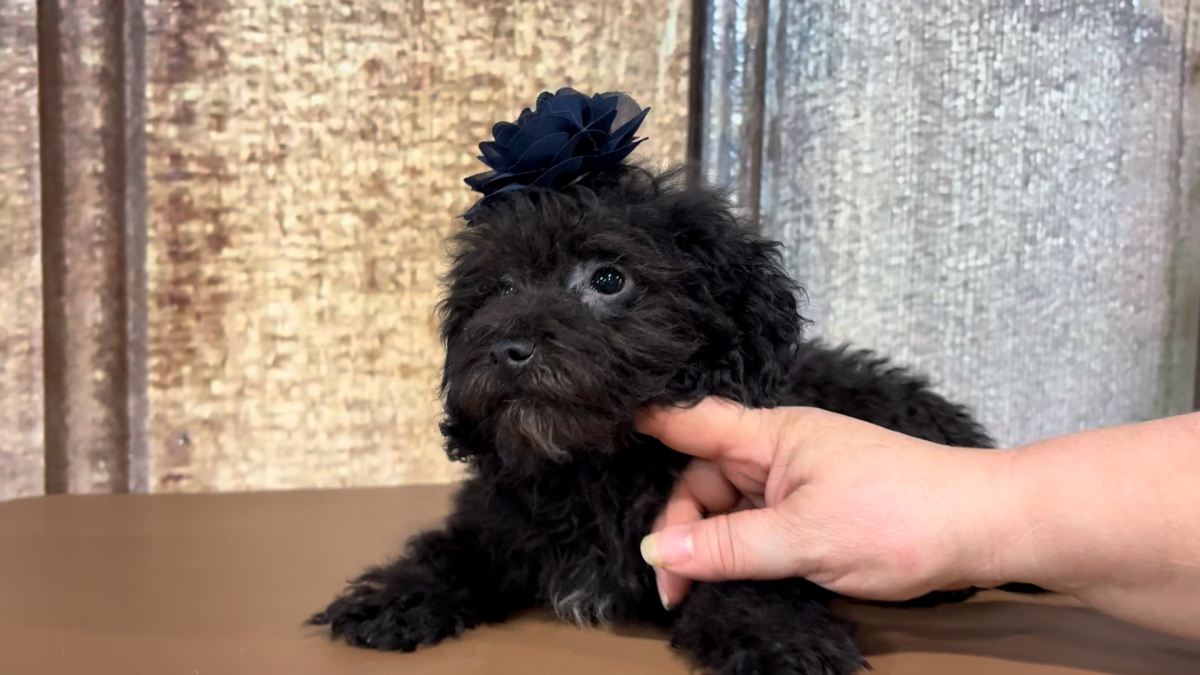 Teacup Maltipoo F 2208